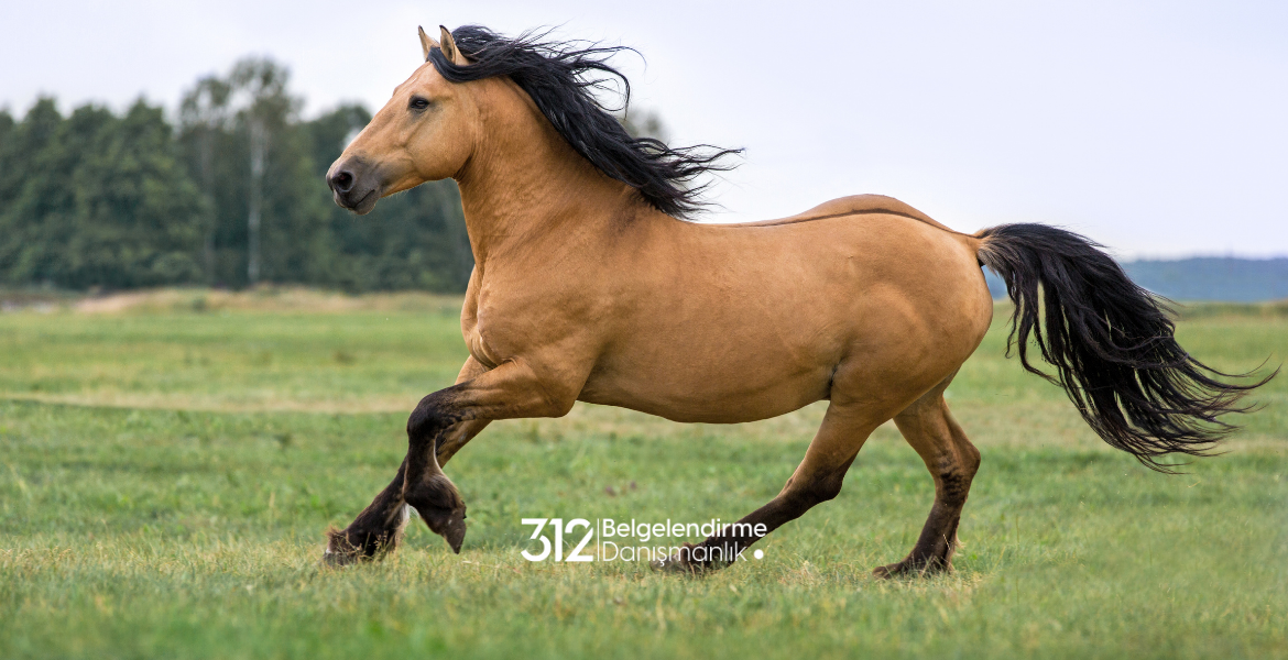 At Yetiştiriciliği